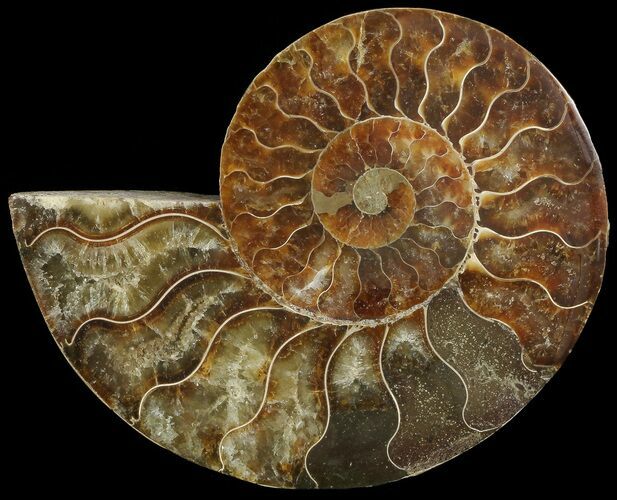 Cut Ammonite Fossil (Half) - Agatized #69035
